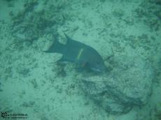 Underwater Galapagos 2010 -DSCN5704